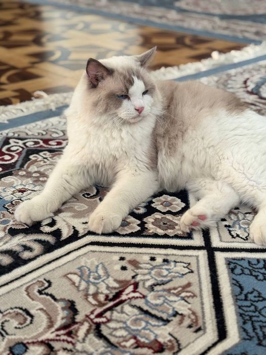 Продаётся чиста кровная Регдол