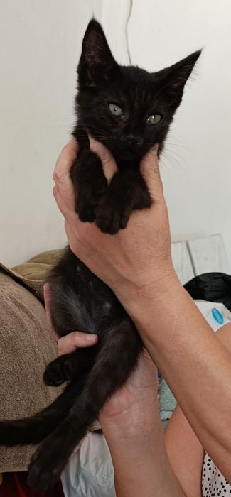 Пристраиваются только в добрые руки котята мальчики,3 месяца!