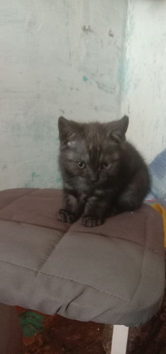 Отдам котят мама британка
