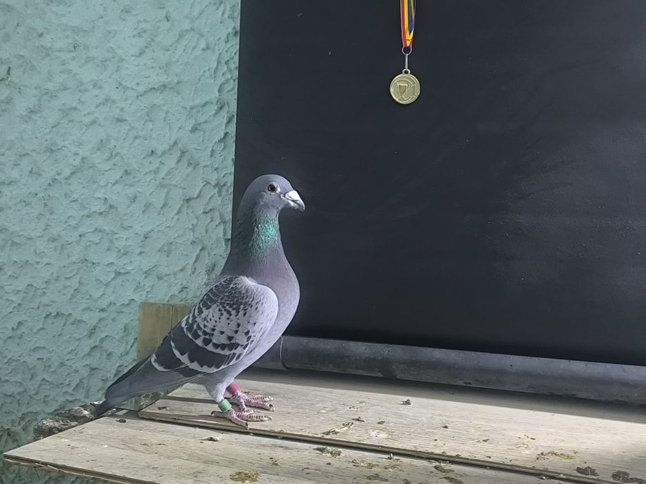 Vând porumbei voiajori 2 perechi și 2 perechi de jucători gălățeni!