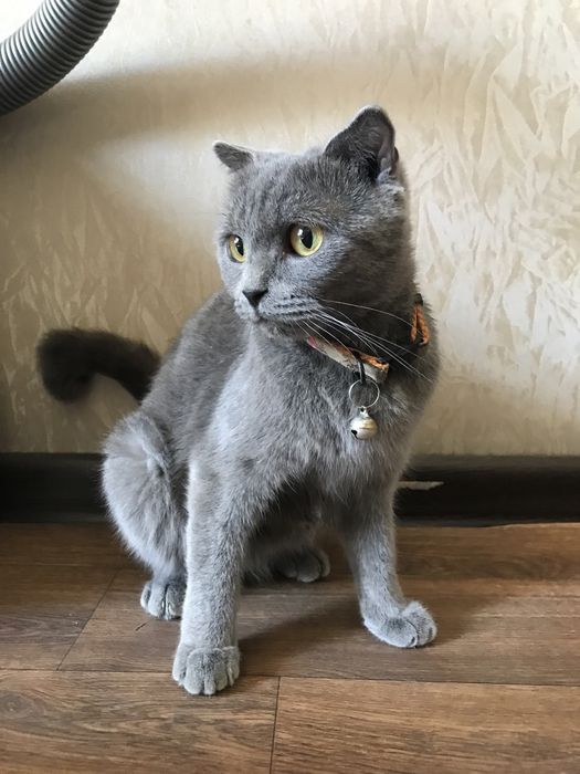 В хорошие и любящие руки Британская короткошерстная