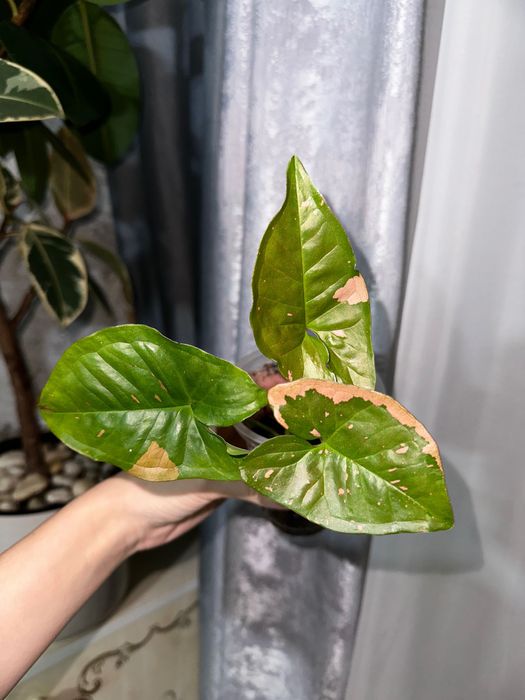 Продам разные цветочки