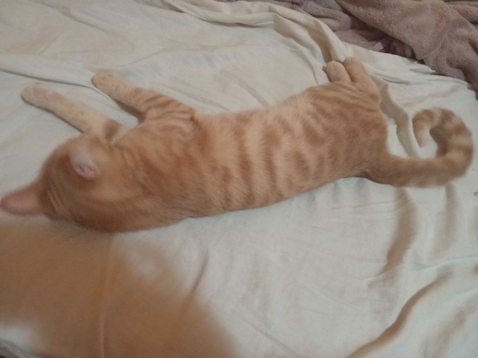 Котенца от Каварна тирсят дом