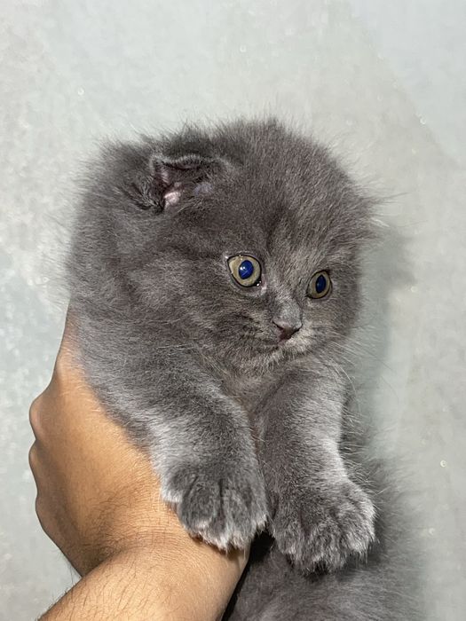 Шотландская вислоухая кошка