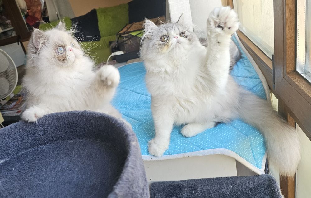 Персийски котенца