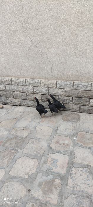 Shu shamo jujalari 7 oylik