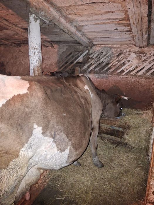 Продам корову.