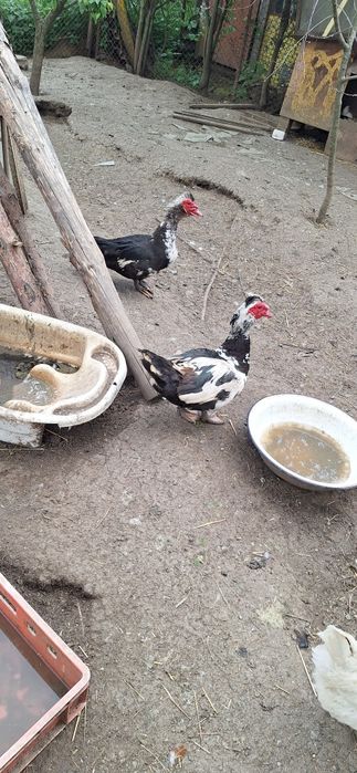 Неми патици екологични