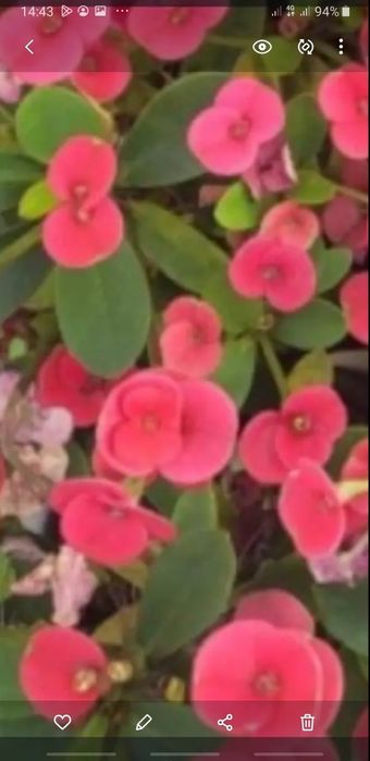 Комнатные растения