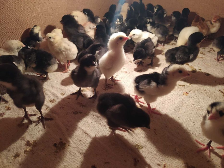продам цыплят домашние несушки