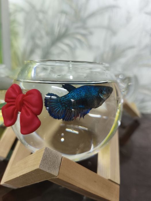 Akvariyum baliklari bilan