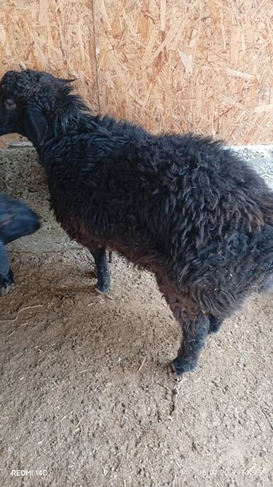 Икита кучкор сотилади бадани семиз соглом хонаки хурон чиройли сифатли