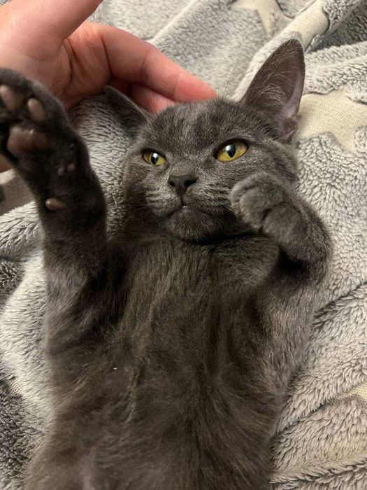 Котёнок породы Корат