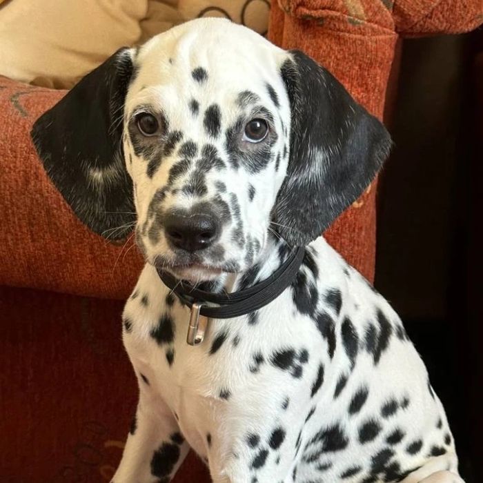 Продаются щенки Далматины,возраст 2- месяца