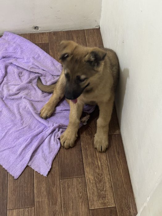 Отдам щенка девочка в хорошие руки