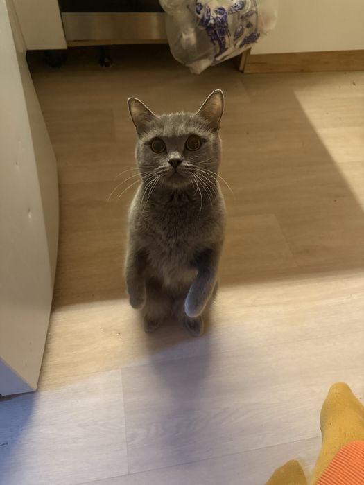 Отдам кошечку Бусинку в добрые руки