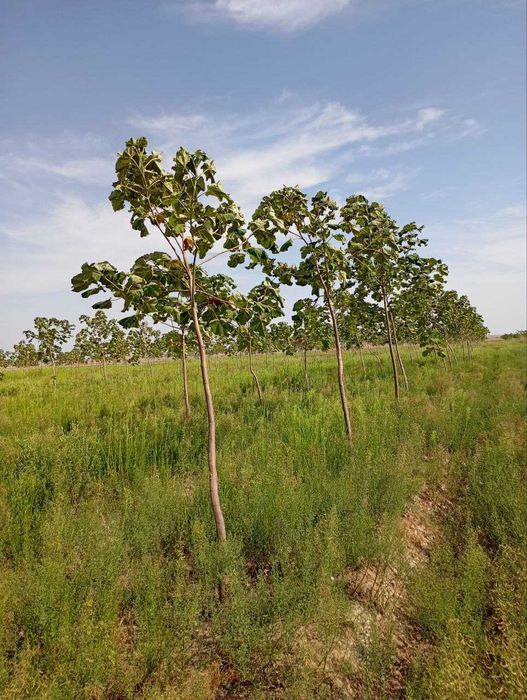 Павлония кучатлари сотилади