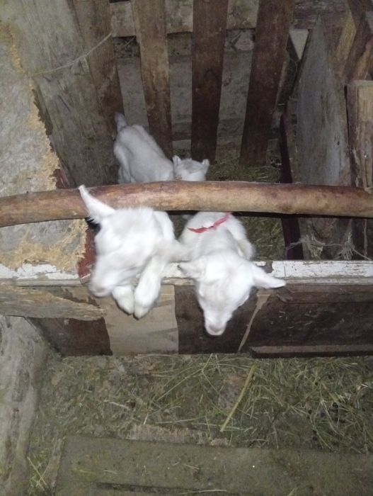 Сауын ешкы сатылады