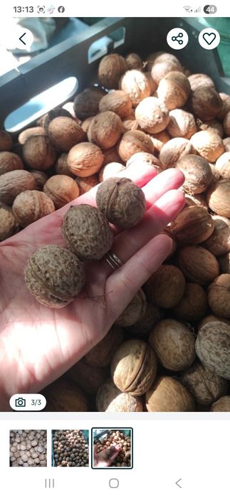 Продаю домашние грецкие орехи