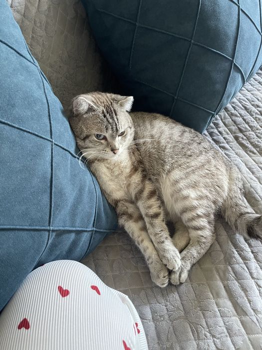 обьявление вязка котов!