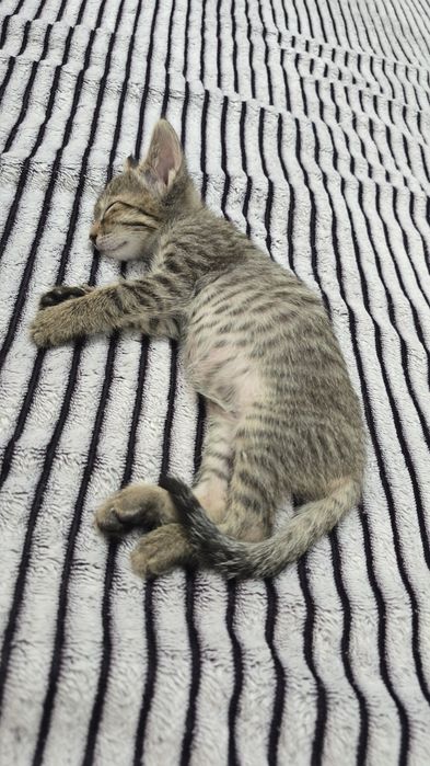 Отдам котенка девочка