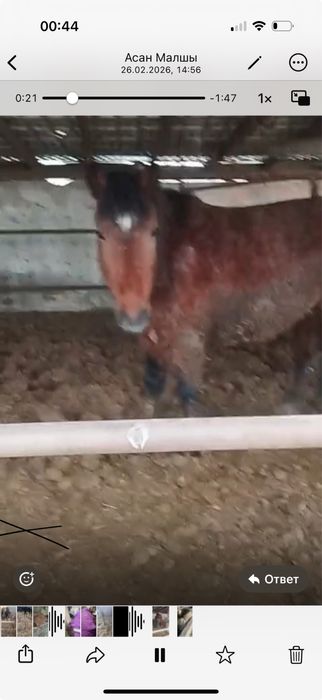 Продаются откормленные кобыллы