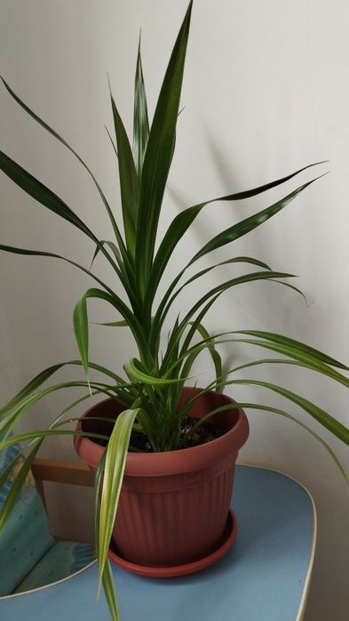 Продам цветы комнатные