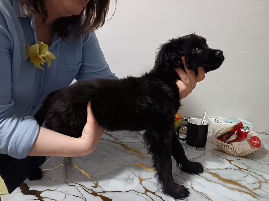 Продам щенка Кокер спаниеля