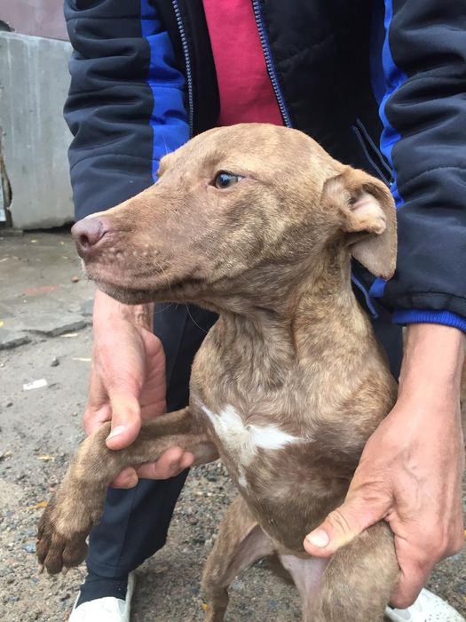 Продам щенка породы питбультерьер,