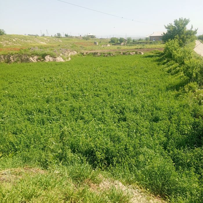 beda sotiladi 50 sotix bor