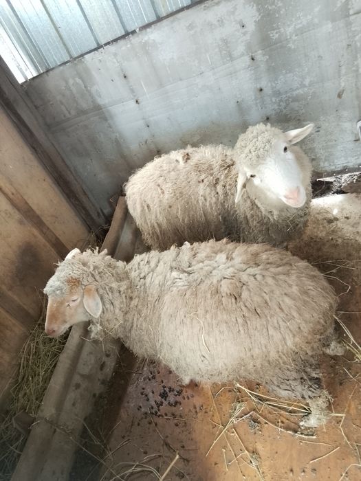 Қой обмен  жасайм