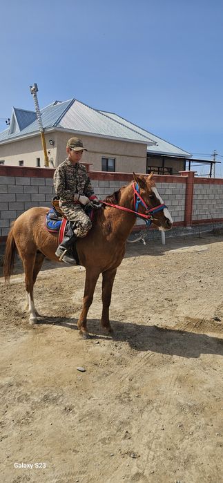 Дончак құнан сатылады