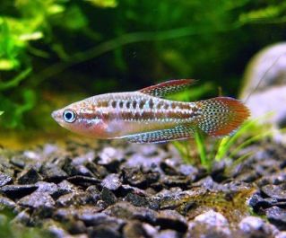 Гурами искрящийся, карликовый аквариум, нано аквариум, рыбки