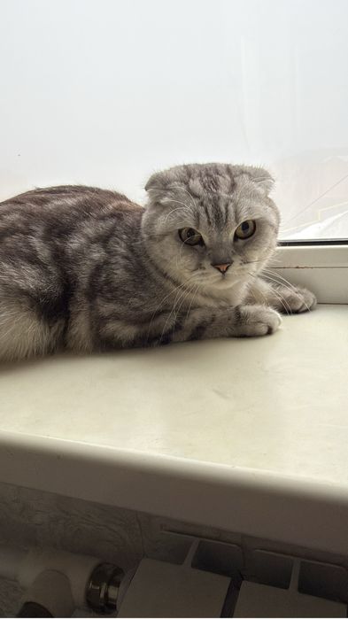 Продам кота! Привит, стерилизован, обучен,