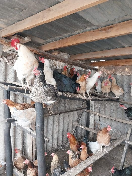 Продаются куры разных пород