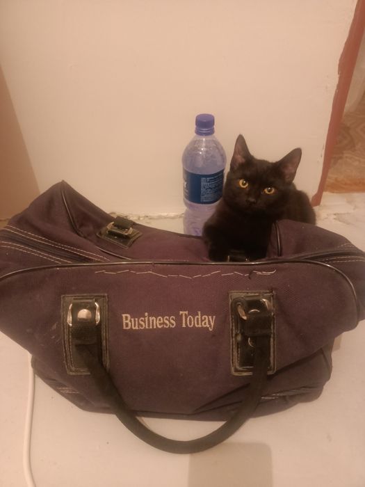 Отдам котенка в добрые руки вместе с кормом