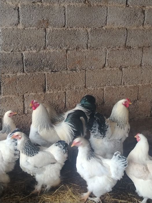 Брама қораз сатылады!