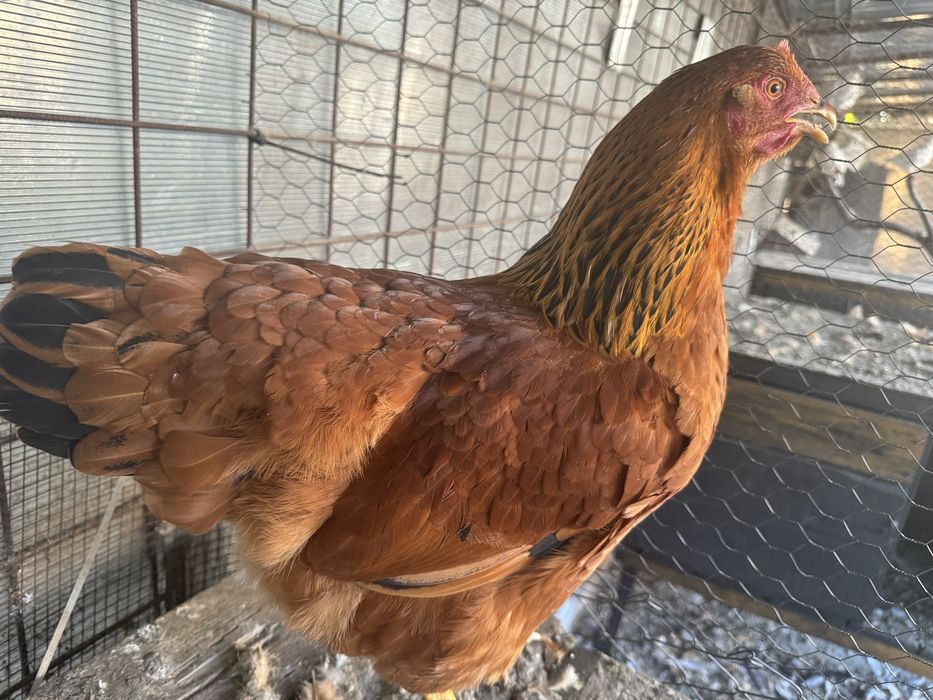 New Hampshire - Playmouth Rock Barat