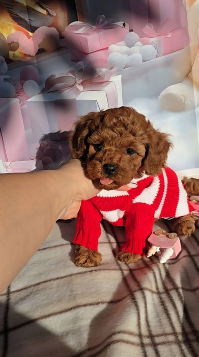 !РЕЗЕРВИРАНО!Пудел мини с родословие - 5 поколения назад