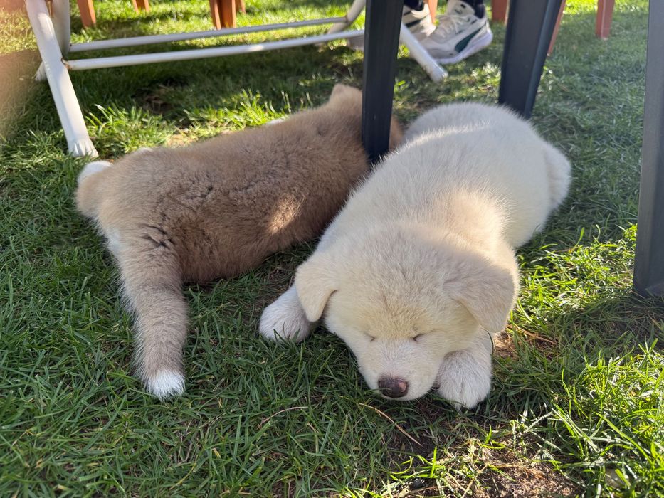 Акита ину кученца