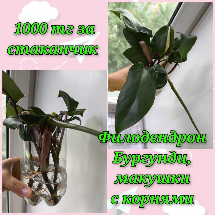 Филодендроны и другие