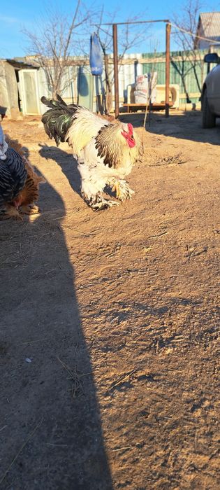 Чисто кровный породы