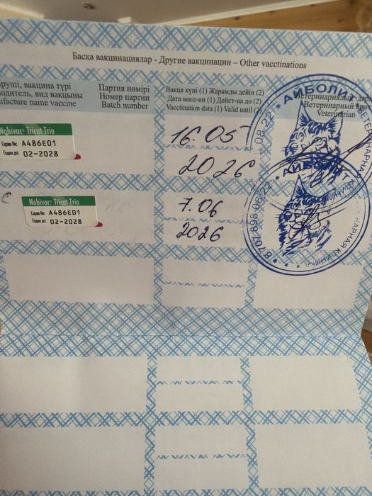 Продам тайского кота