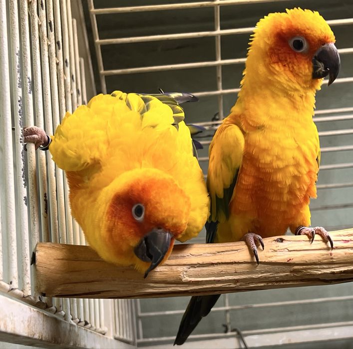 Продам птенцов попугая Солнечные аратинги