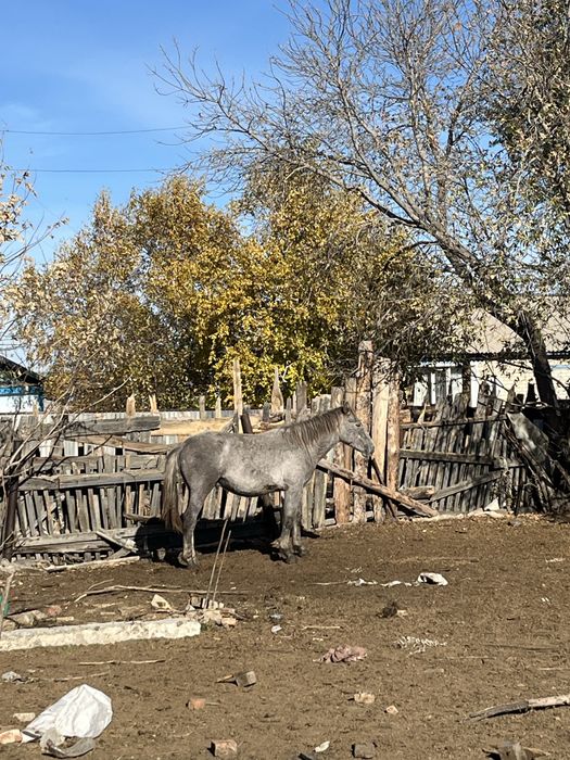 Продоётся лошадей