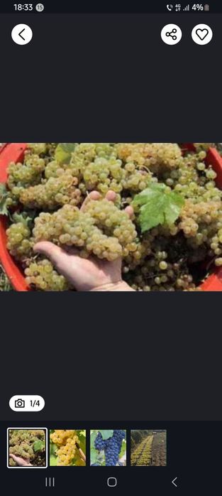 Struguri de vin cu transport gratuit