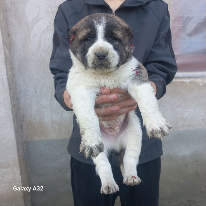 Алабай боласи сотилади эркаг 900000.сум