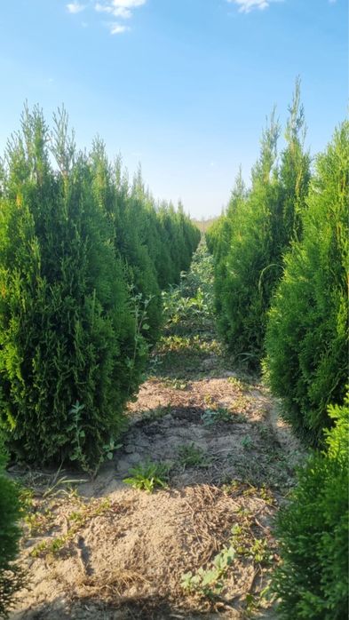 Туя Смарагд, голубой можевельник