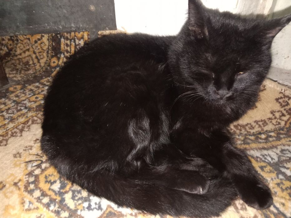 Mushuk Кошки Cat