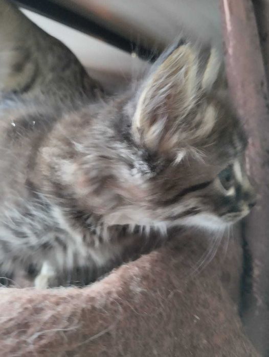 Отдам котят в добрые руки